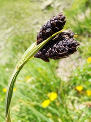 Carex atrata