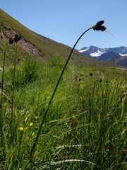 Carex atrata