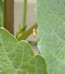 Colladonus clitellarius