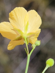 Piriqueta cistoides image