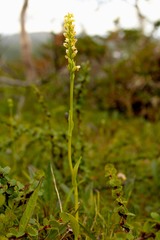 Pseudorchis straminea