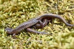 Plethodon angusticlavius