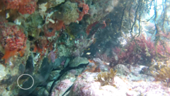 Notoclinops segmentatus