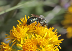 Hoplitis fulgida