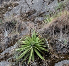 Hechtia nuusaviorum