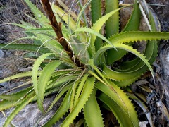 Hechtia nuusaviorum