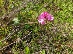 Sidalcea malviflora