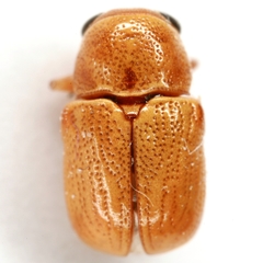 Pachybrachis xantholucens