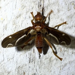 Pyrgota undata