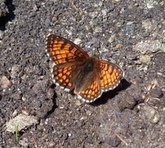 Melitaea varia