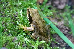 Rana temporaria