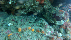 Notoclinops segmentatus