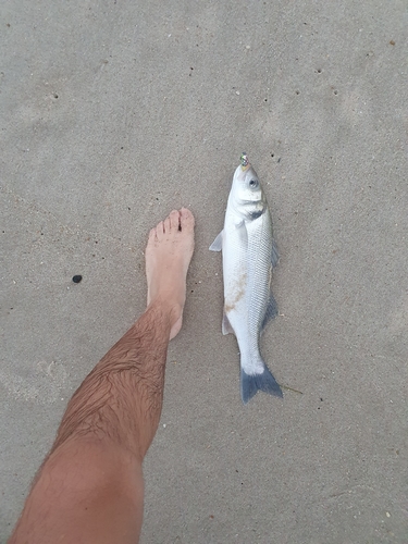 photo of European Seabass (Dicentrarchus labrax)