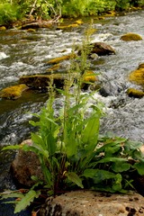 Rumex aquaticus