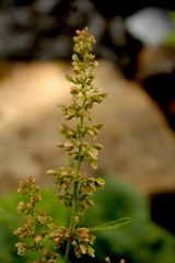 Rumex aquaticus