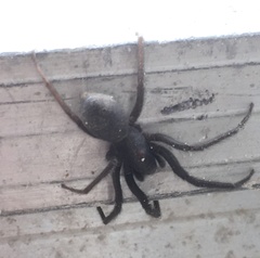 Segestria florentina