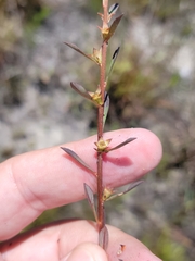 Ludwigia curtissii