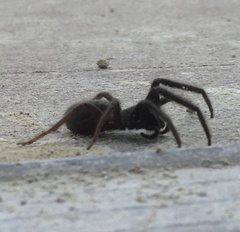 Segestria florentina