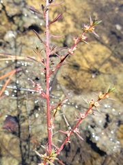 Ludwigia curtissii