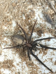 Segestria florentina