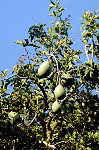 Aegle