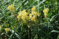 Linaria biebersteinii ruthenica