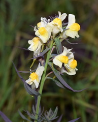 Linaria biebersteinii ruthenica