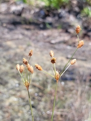 Fimbristylis caroliniana