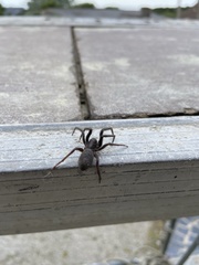 Segestria florentina