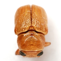 Pachybrachis xantholucens