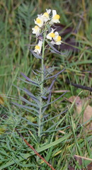 Linaria biebersteinii ruthenica