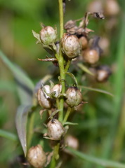 Linaria biebersteinii ruthenica