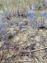 Fimbristylis caroliniana