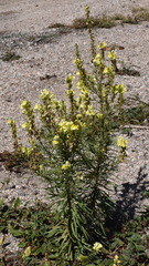 Linaria biebersteinii ruthenica