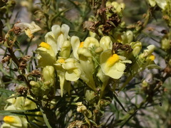 Linaria biebersteinii ruthenica