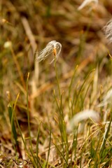 Trichophorum alpinum