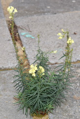 Linaria biebersteinii ruthenica