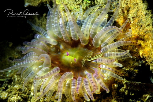 Gem Anemone