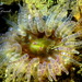 Gem Anemone - Photo (c) Pascal GIRARD, some rights reserved (CC BY-NC), uploaded by Pascal GIRARD