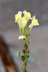 Linaria biebersteinii ruthenica