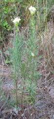 Linaria biebersteinii ruthenica
