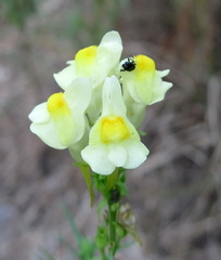Linaria biebersteinii ruthenica