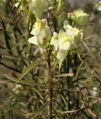 Linaria biebersteinii ruthenica
