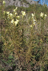 Linaria biebersteinii ruthenica