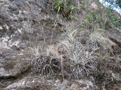 Hechtia flexilifolia