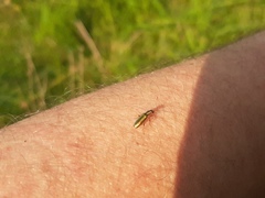 Chrysanthia geniculata