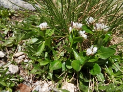 Cardamine bellidifolia alpina