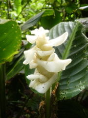 Goeppertia leucostachys