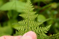 Cystopteris montana