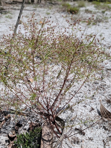 Image of Lechea torreyi by (c) Jay Horn, some rights reserved (CC BY)